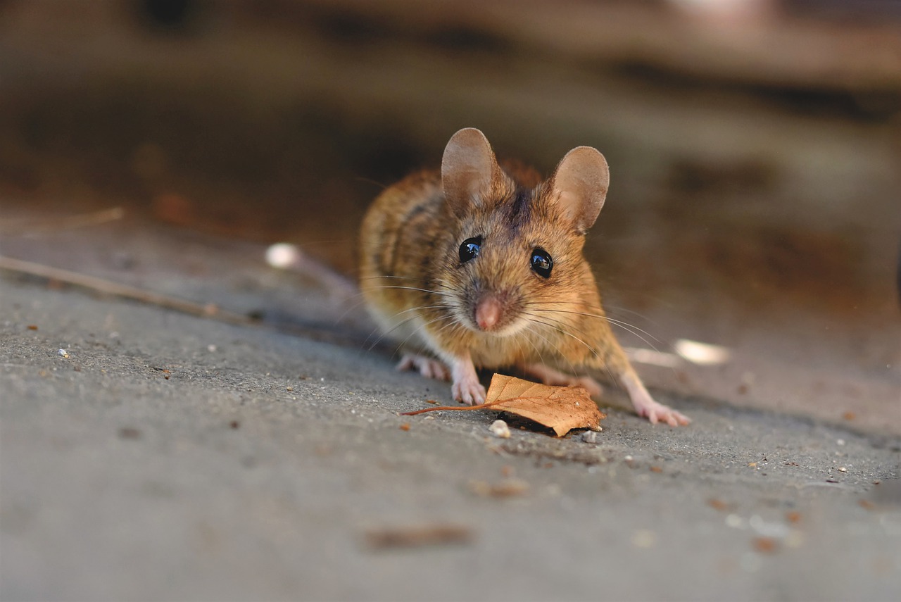 Mettez-le sur un coton-tige et placez-le dans un coin : il chassera les souris de votre maison une fois pour toutes !