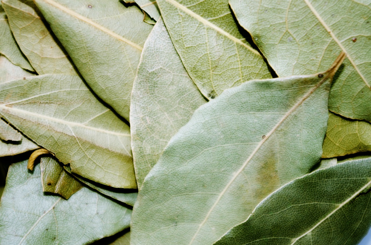 Il suffit de jeter quelques feuilles de laurier dans le tuyau d'évacuation du linge : J'ai appris ce conseil de ma grand-mère et je l'utilise depuis des années, son efficacité est garantie !