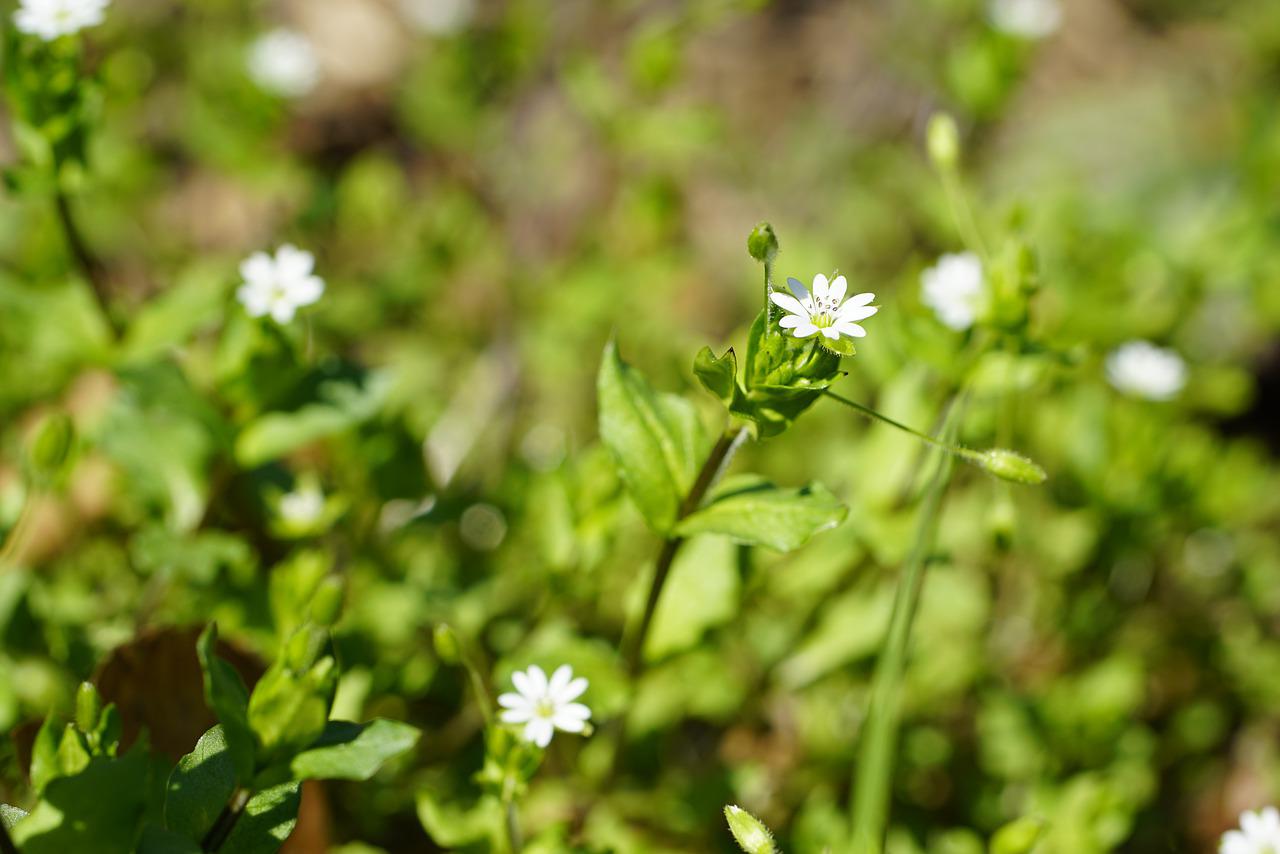 Ceux qui connaissent ces astuces n'ont pas à se préoccuper des éviers bouchés, des fenêtres gelées ou des mauvaises herbes tout au long de l'année : Voilà ce que le sel de cuisine bon marché peut faire !