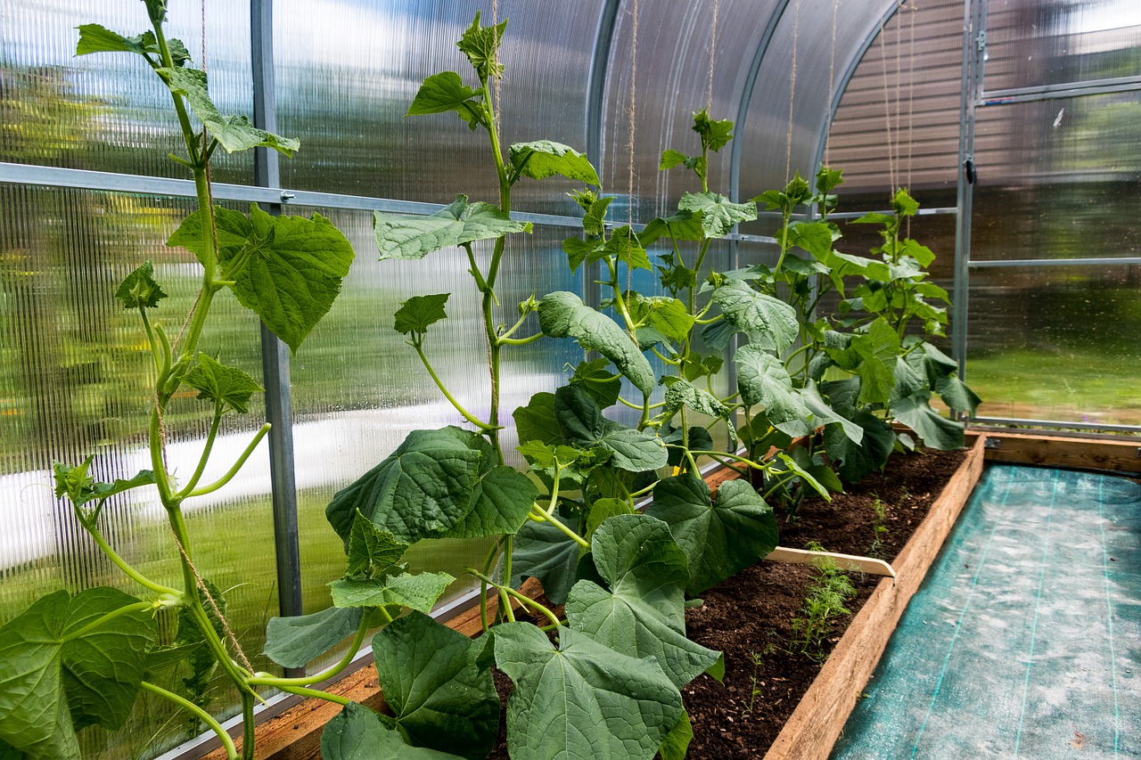 La première fertilisation des concombres est la plus IMPORTANTE : ils pousseront immédiatement et vous donneront une récolte abondante !