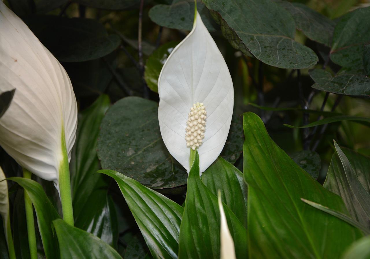 Mon nerprun était sur le point d'être jeté, aujourd'hui il fleurit comme une lampe de poche : Il a suffi de mettre ceci sur les feuilles pour qu'il prenne vie sous mes yeux !