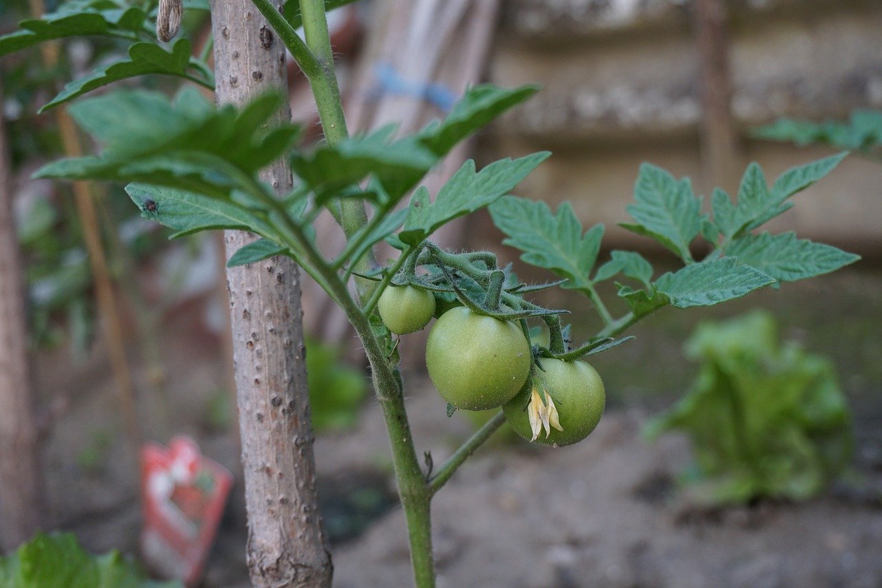 1 cuillère à soupe en avril : Ne jamais planter de tomates sans ce produit. De gros fruits et beaucoup plus de tomates !