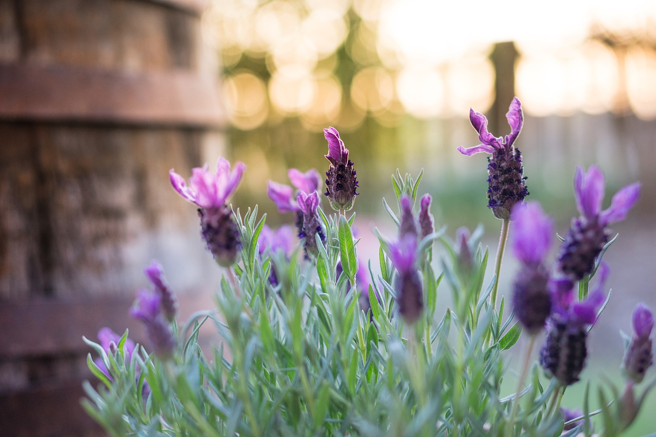 Oubliez les sprays et les pièges coûteux du commerce : un simple SCORICE éliminera les fourmis sur place !