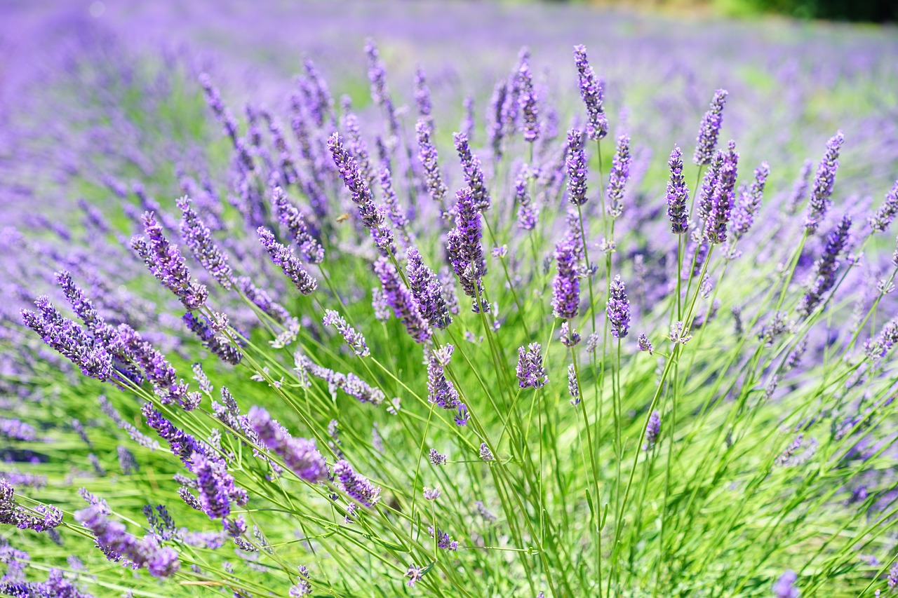 Oubliez les sprays et les pièges coûteux du commerce : un simple SCORICE éliminera les fourmis sur place !