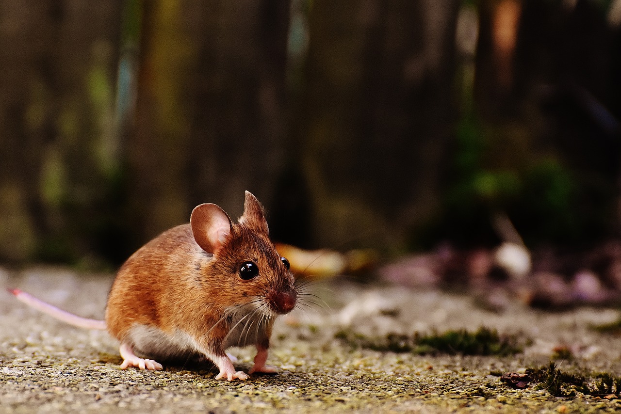 C'est ainsi que vous saurez instantanément s'il y a un MOUSE dans la maison ! + Un truc pour se débarrasser des voleurs une fois pour toutes !