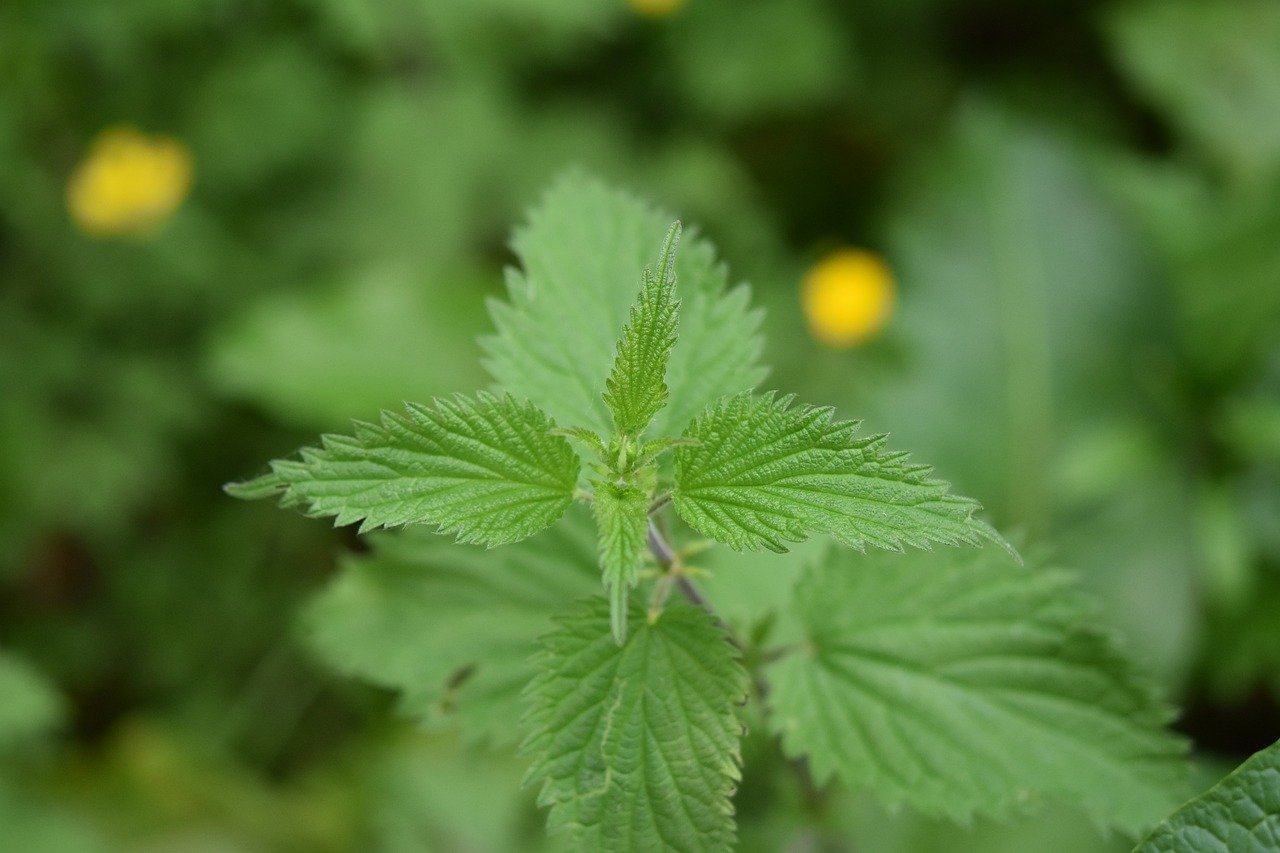 Recette d'ortie qui a du goût et qui booste votre santé : Excellente contre les infections, pour faire le plein de vitamines, et même contre le stress !