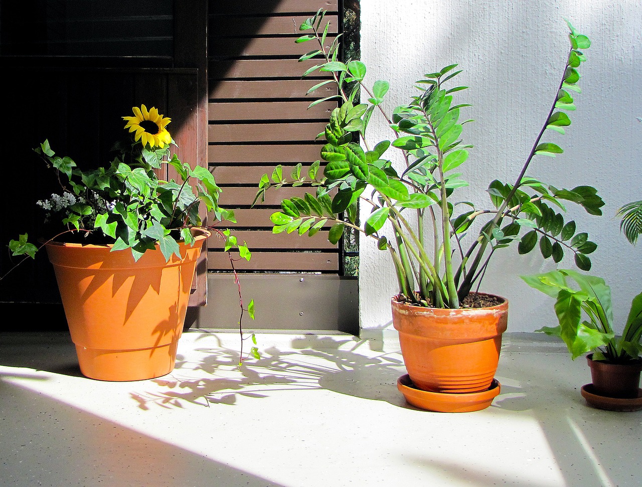 Toutes les femmes devraient avoir cette plante chez elles : ne commettez pas cette erreur commune et elle vous durera des années !