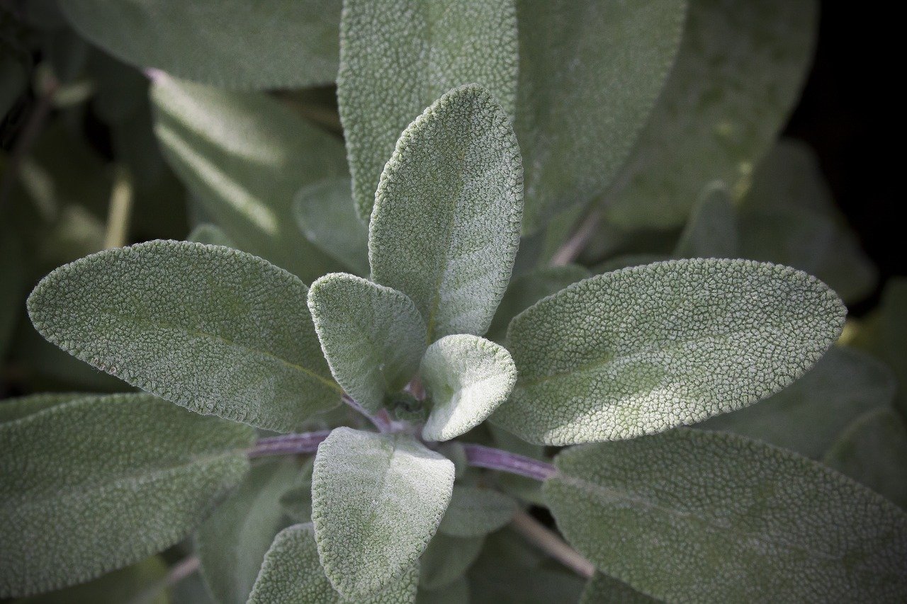 Il n'est pas nécessaire de recourir à des teintures pour couvrir les cheveux gris : cette méthode permet de lutter contre les cheveux gris et de renforcer votre santé !