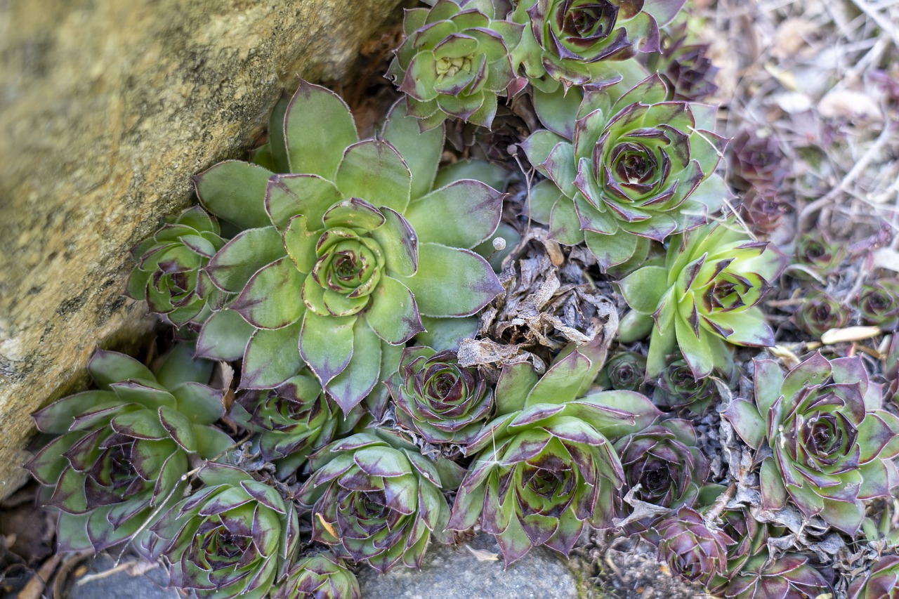 Le miracle discret que même l'Aloe Vera ne peut saisir : une seule feuille de cette plante guérit les infections de l'oreille, la rhinite et l'œil au beurre noir !