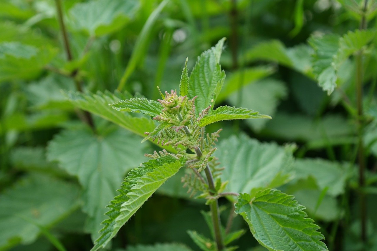 Recette d'ortie qui a du goût et qui booste votre santé : Excellente contre les infections, pour faire le plein de vitamines, et même contre le stress !