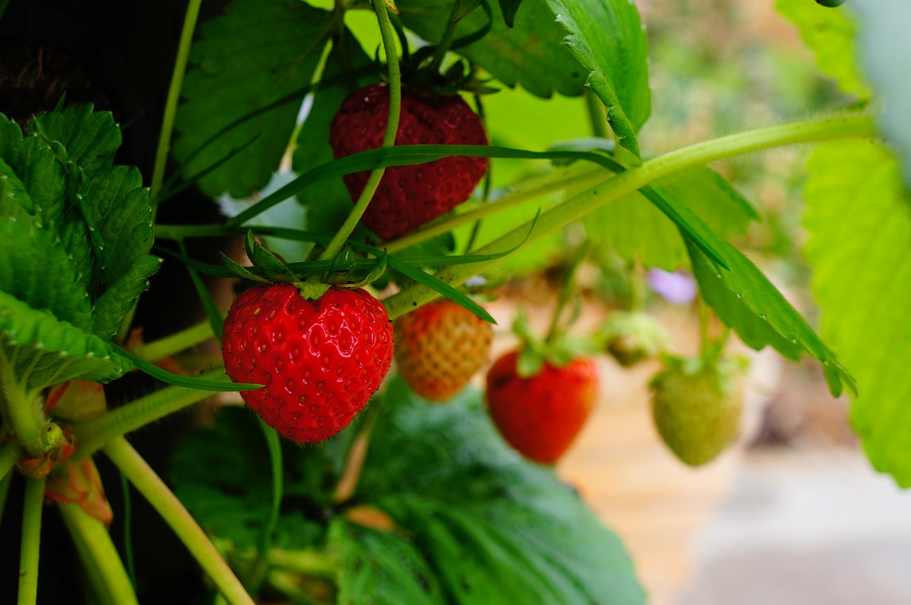 Versez-le sous les plantes en AVRIL et vous récolterez des paniers pleins de fraises : c'est ce que font les cultivateurs expérimentés !