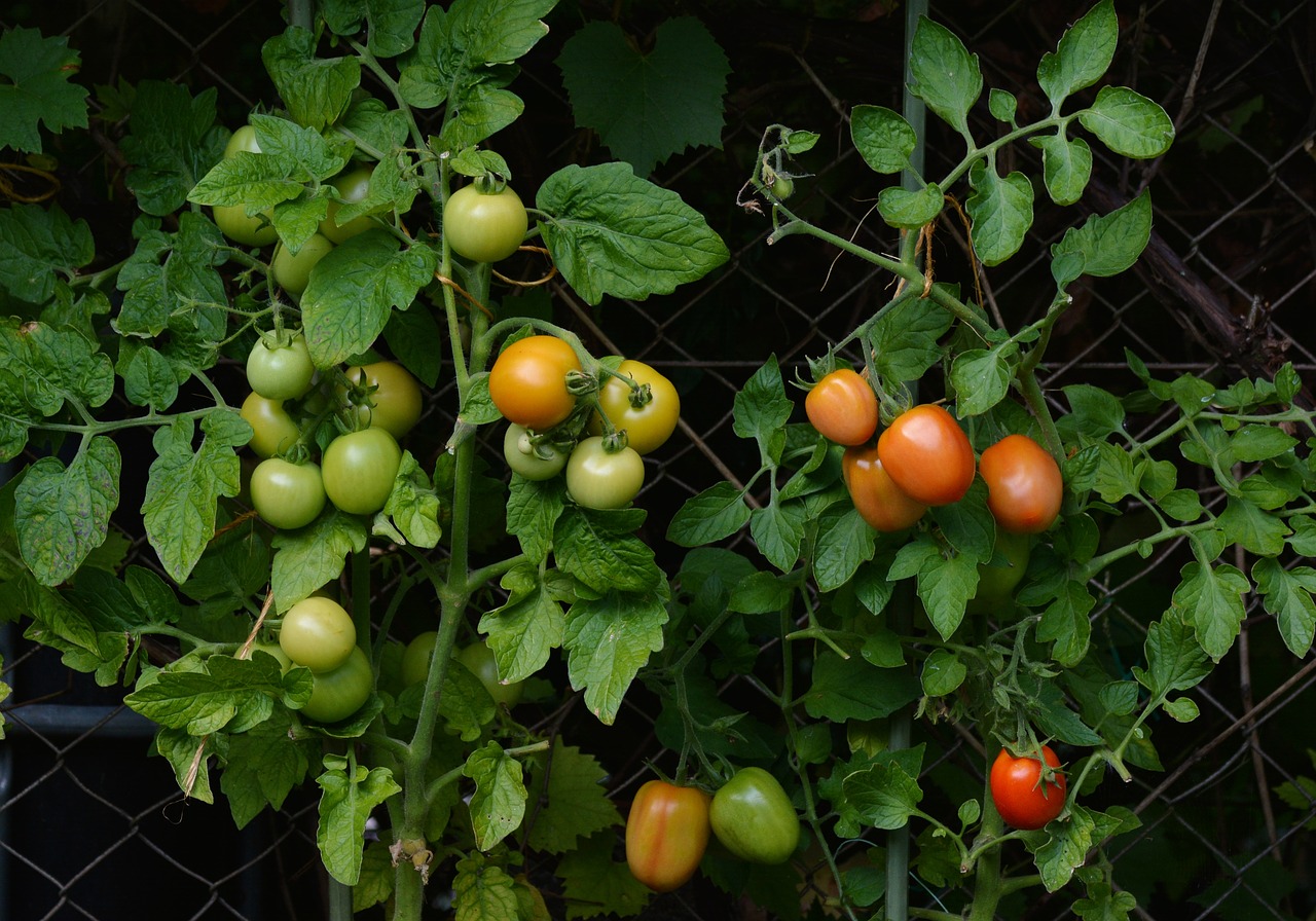 Le remède miracle pour une récolte de tomates abondante ! Cette recette maison fonctionne comme un charme !