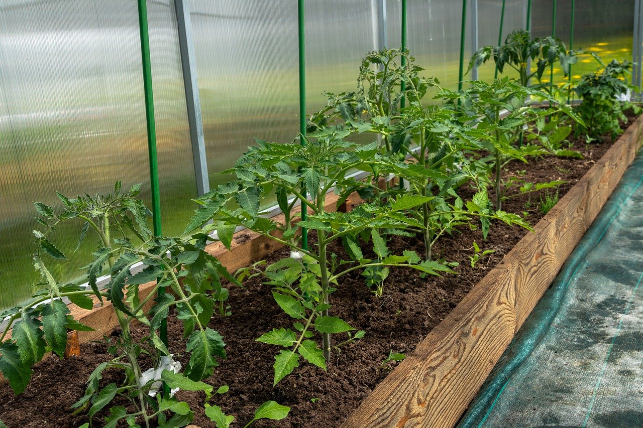 Jardiniers, nourrissez vos tomates 3 fois en été avec ce produit et vous récolterez jusqu'à l'hiver : plus besoin d'acheter un engrais en magasin, ce produit n'a pas son pareil !