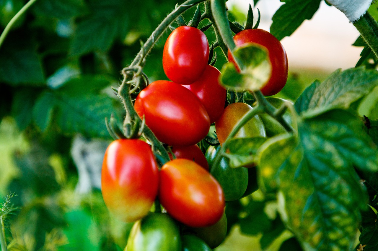 Les tomates restent fraîches pendant 2 ans : sans eau, ni sel, ni vinaigre - la meilleure méthode, peu de gens la connaissent !