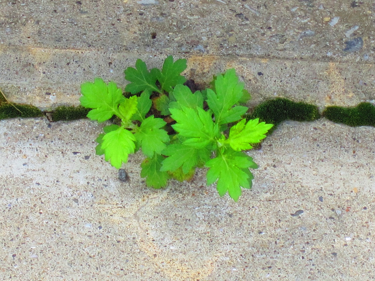 Ceux qui connaissent ces astuces n'ont pas à se préoccuper des éviers bouchés, des fenêtres gelées ou des mauvaises herbes tout au long de l'année : Voilà ce que le sel de cuisine bon marché peut faire !