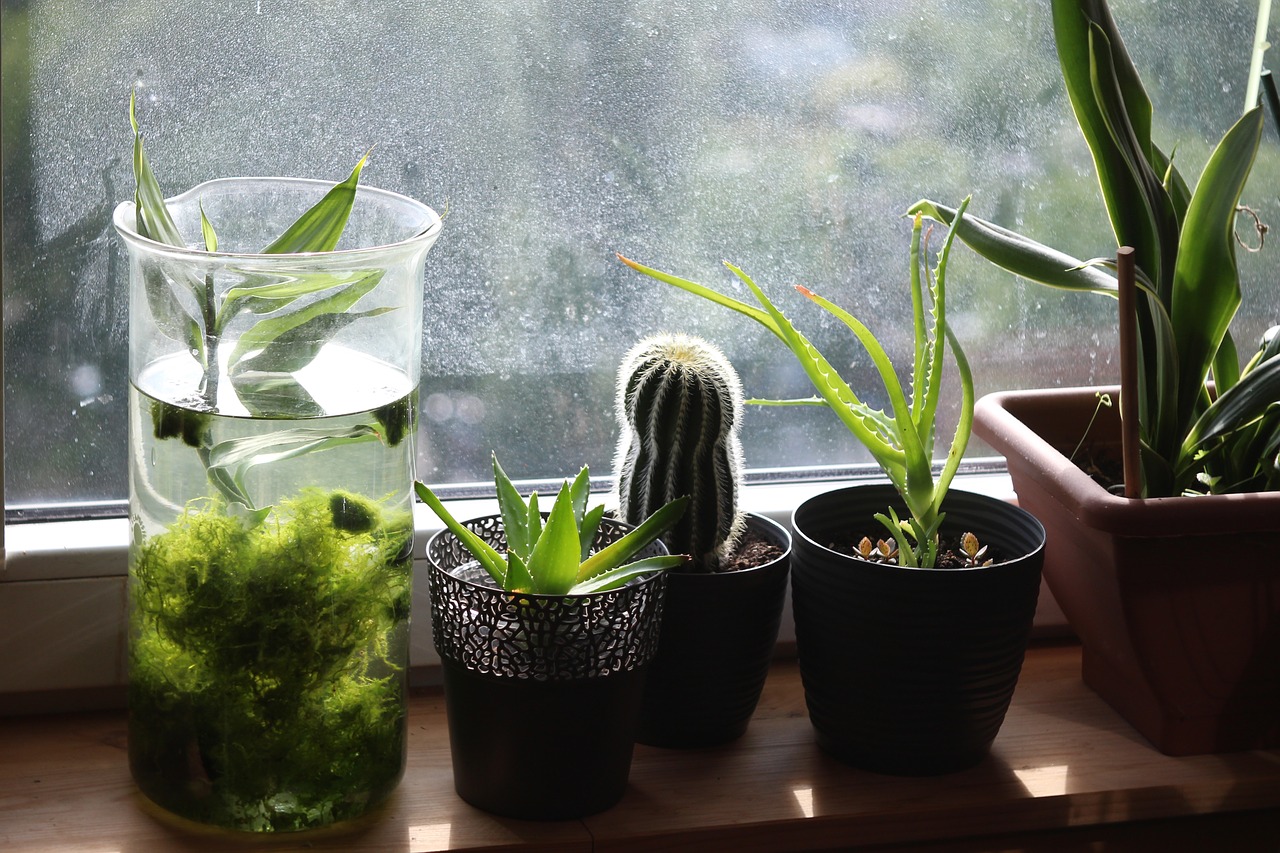 La FONCTION cachée de la fenêtre qui affecte l'humidité dans la maison. Peu de gens la connaissent !