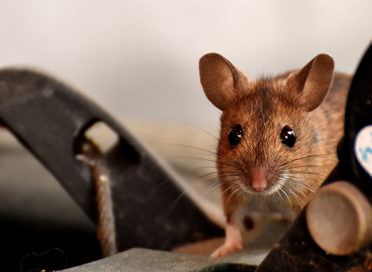 C'est ainsi que vous saurez instantanément s'il y a un MOUSE dans la maison ! + Un truc pour se débarrasser des voleurs une fois pour toutes !