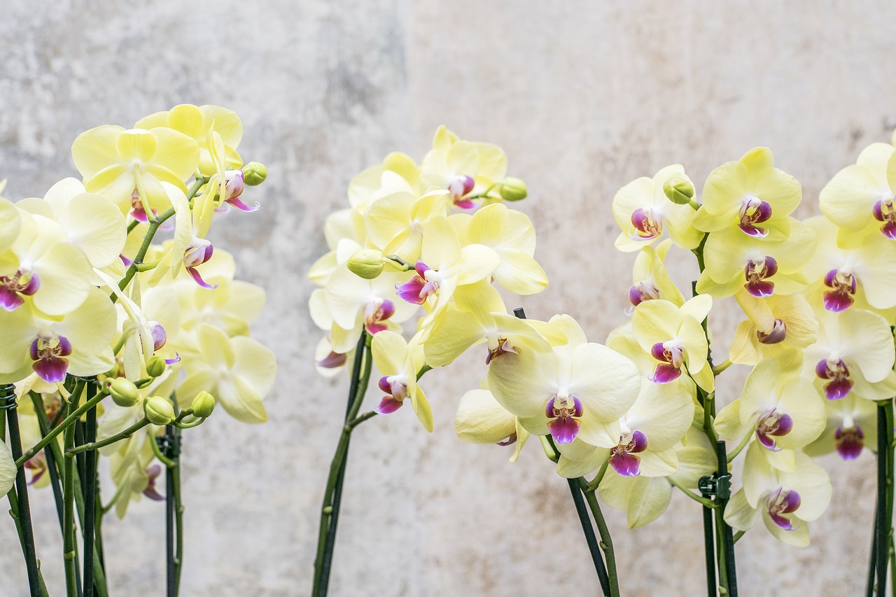 Il y a six mois, mon orchidée était prête à être jetée : J'ai fait cette chose INATTENDUE et elle a immédiatement bourgeonné - depuis, elle n'a pas cessé de fleurir !