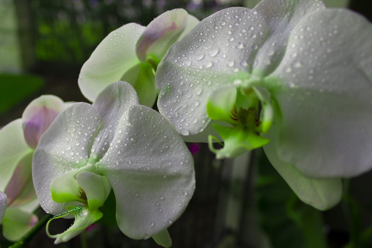 Il y a six mois, mon orchidée était prête à être jetée : J'ai fait cette chose INATTENDUE et elle a immédiatement bourgeonné - depuis, elle n'a pas cessé de fleurir !