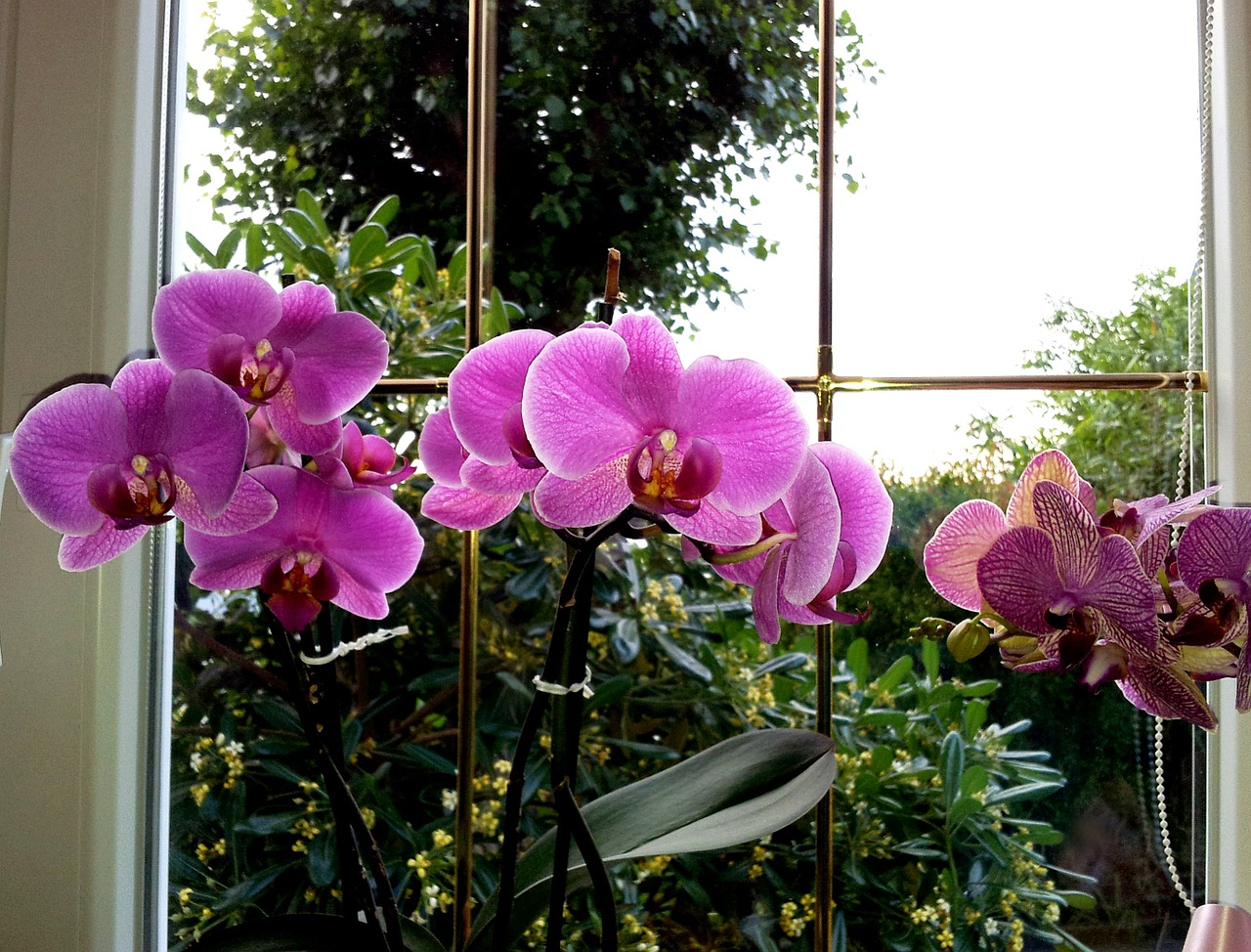 Il y a six mois, mon orchidée était prête à être jetée : J'ai fait cette chose INATTENDUE et elle a immédiatement bourgeonné - depuis, elle n'a pas cessé de fleurir !