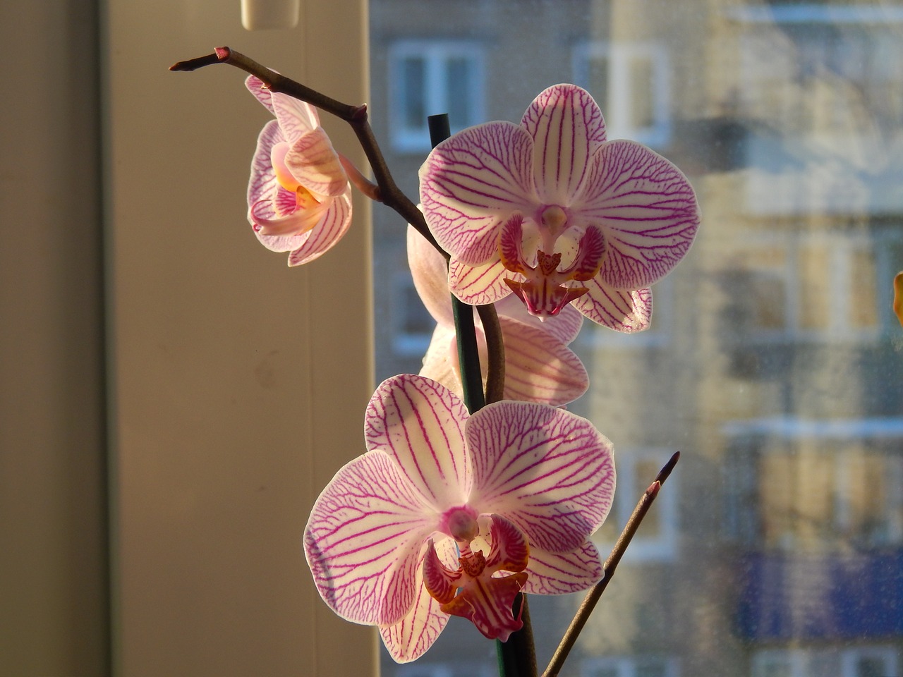 Il y a six mois, mon orchidée était prête à être jetée : J'ai fait cette chose INATTENDUE et elle a immédiatement bourgeonné - depuis, elle n'a pas cessé de fleurir !