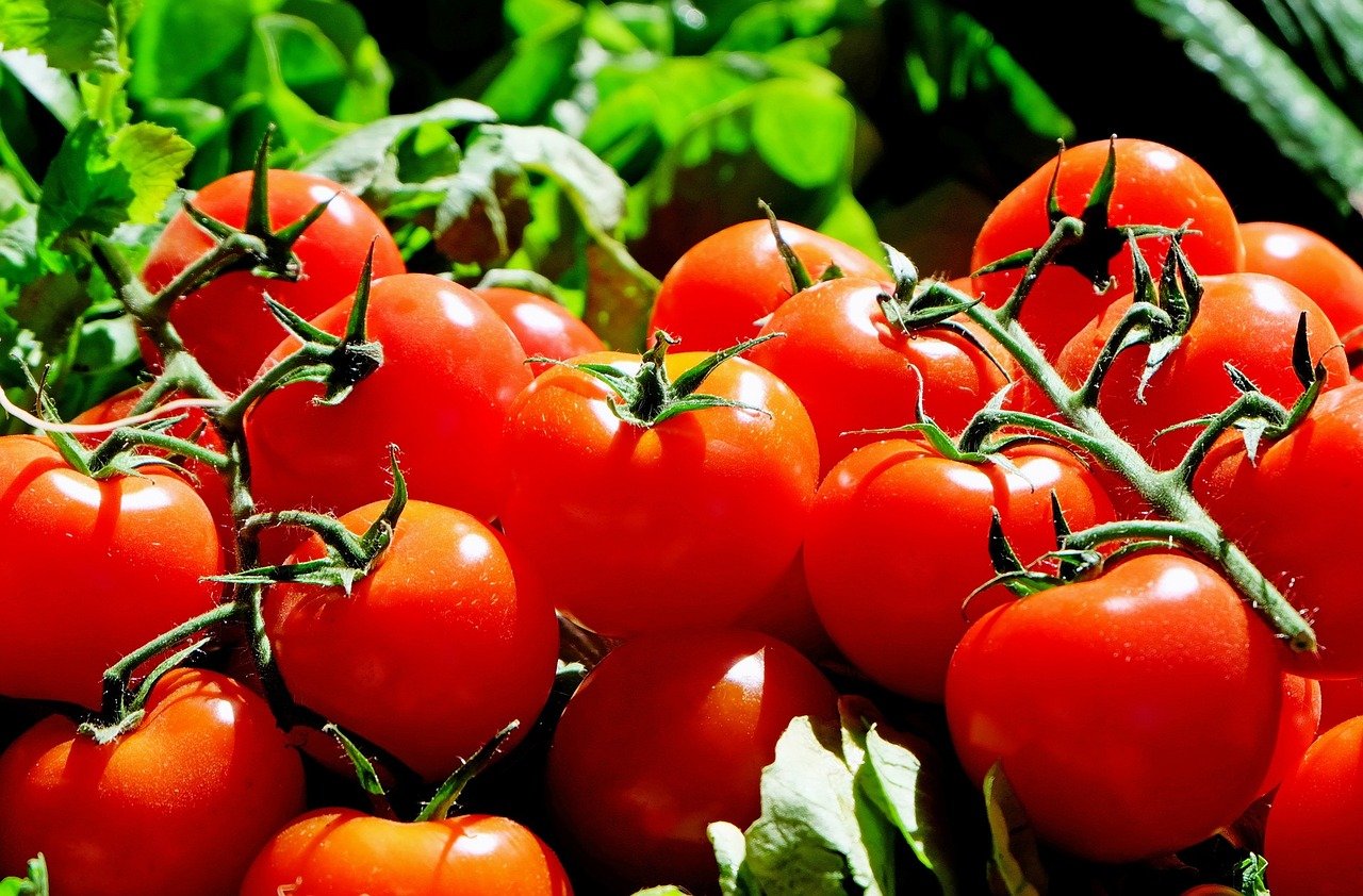 Les tomates restent fraîches pendant 2 ans : sans eau, ni sel, ni vinaigre - la meilleure méthode, peu de gens la connaissent !